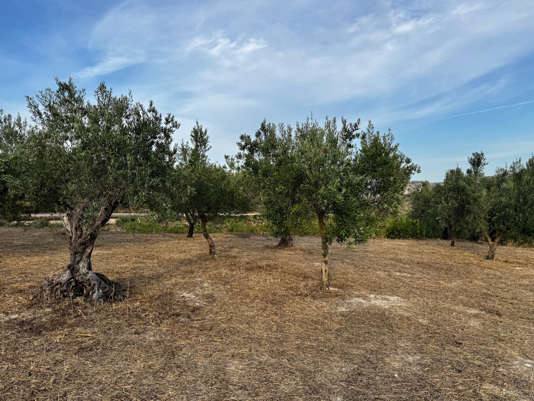 Old olive trees in the grove beside the house