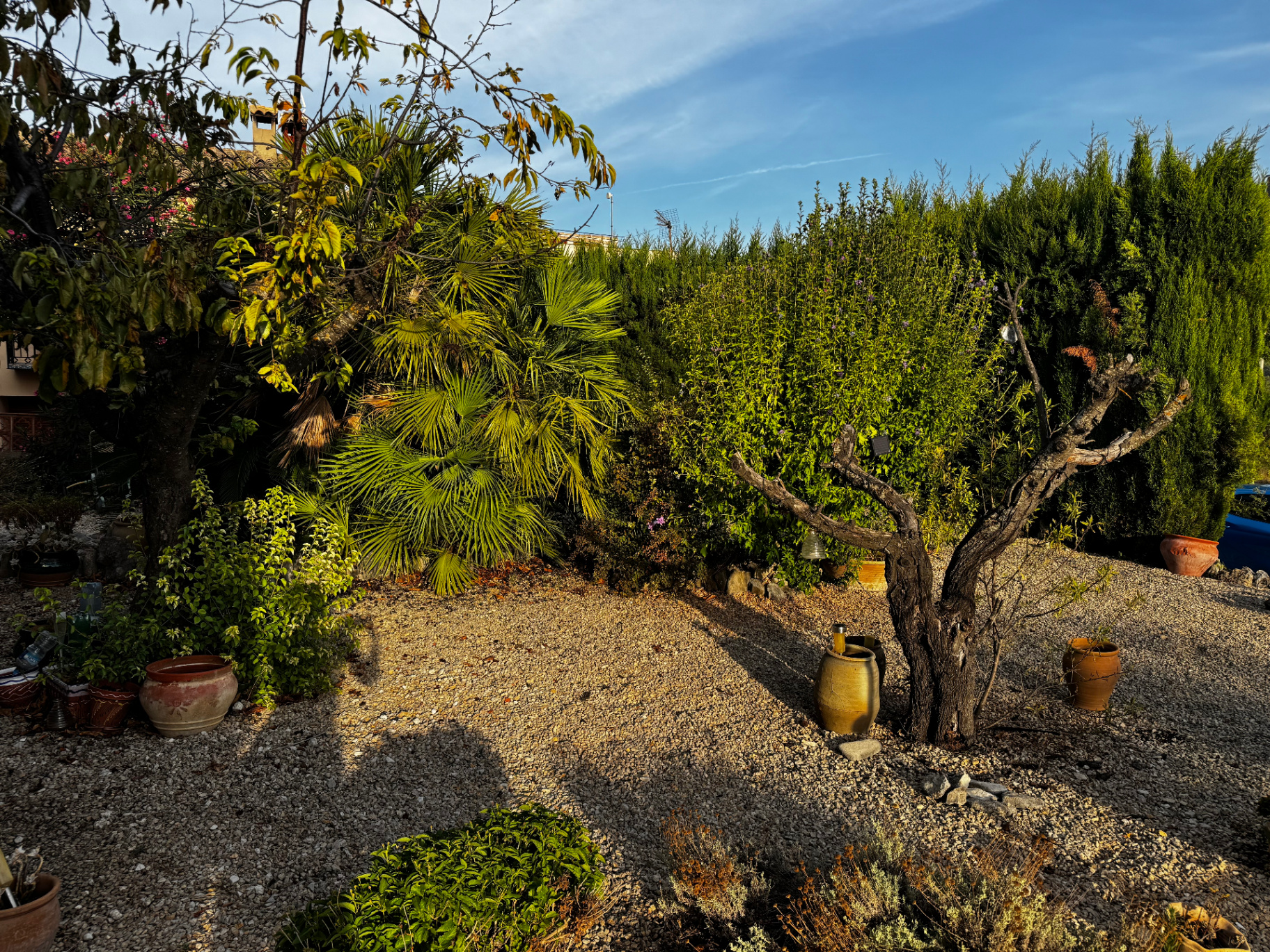 The gravel garden in late afternoon light, with palms, olive and fruit trees